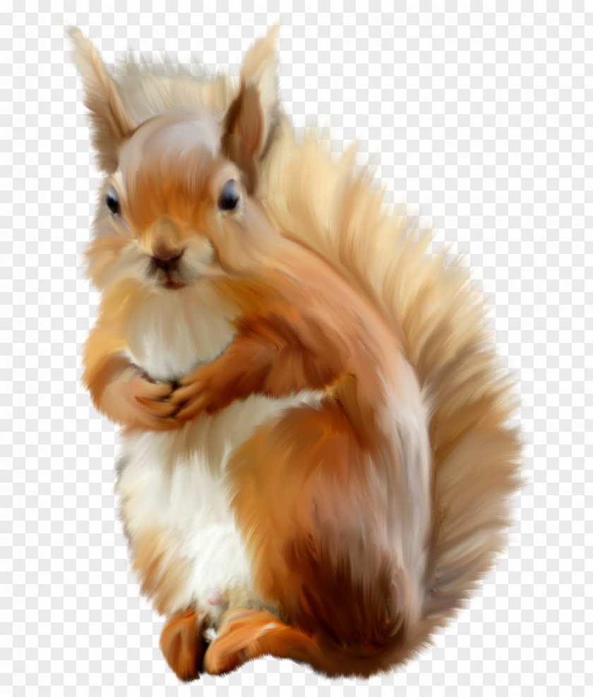 Cute Squirrel Eastern Gray Photography Clip Art PNG