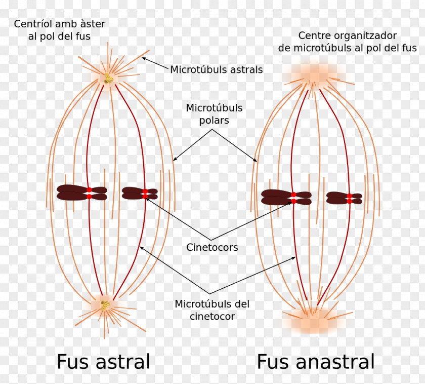 Fusée Spindle Apparatus Mitosis Microtubule Kinetochore PNG