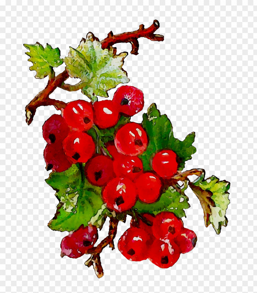 Gooseberry Zante Currant Crataegus Pinnatifida Pink Peppercorn Cranberry PNG