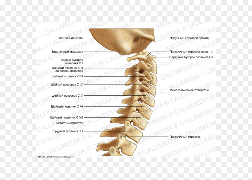 Hueso Vertebral Column Cervical Vertebrae Bone Anatomy PNG