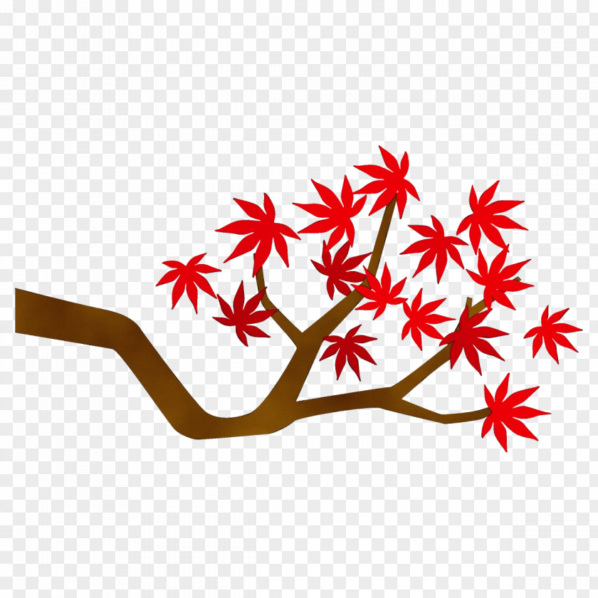 Maple Branch Leaf Tree Plant Woody PNG