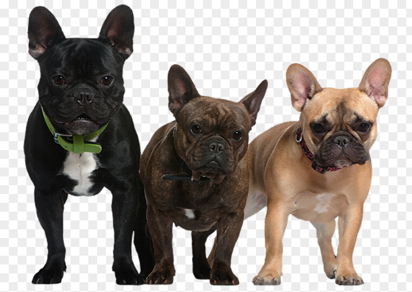 Transparent Dogs Picture French Bulldog Newfoundland Dog Puppy PNG