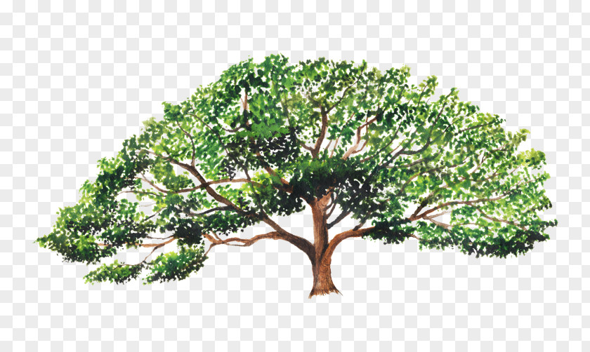 Tree Enterolobium Cyclocarpum Branch Contortisiliquum Guanacaste Province PNG