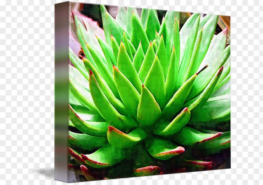Watercolor Succulent Plant PNG