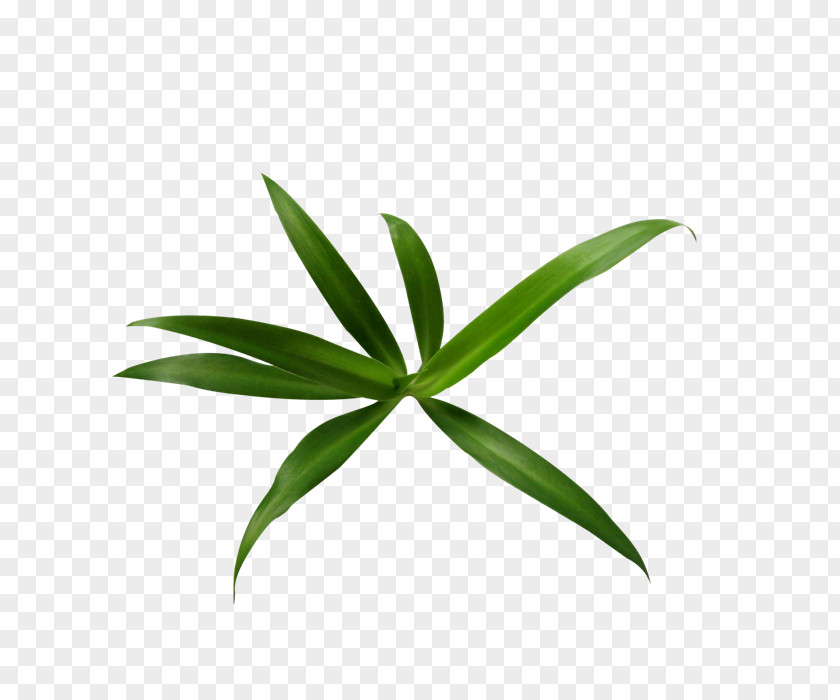 Bamboo Leave JPEG Network Graphics Leaf Clip Art PNG