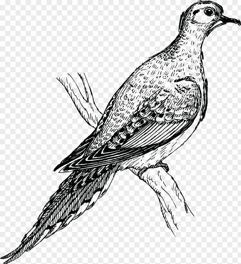 Bird Clip Art Mourning Dove European Turtle Rock PNG