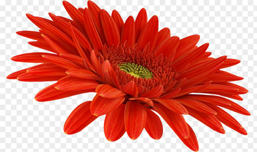 Chrysanthemum Transvaal Daisy Red Sunflower PNG