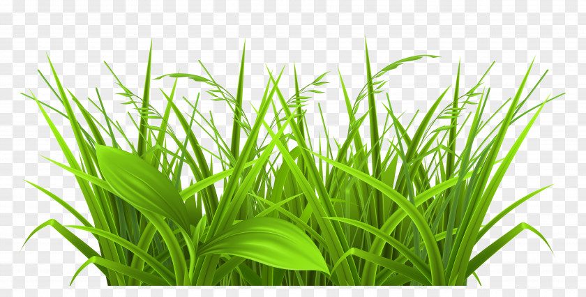 Decorative Grass Clipart Picture Clip Art PNG