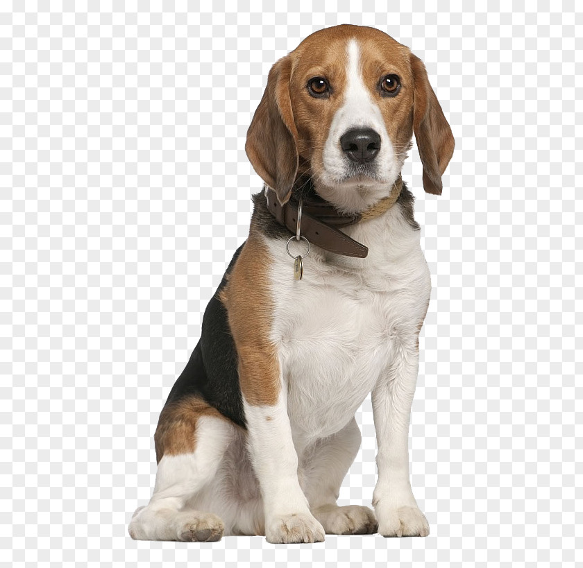 Do Not Catch The Tongue Of Dog Beagle Chihuahua Pet Sitting Walking PNG