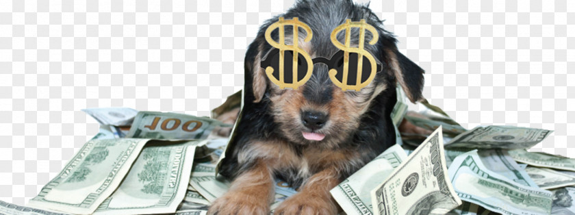 Dog Glasses Breed Money Miniature Pinscher Investment Chihuahua PNG