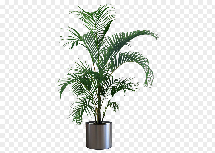 Plant Houseplant Flowerpot Areca Palm Tree PNG