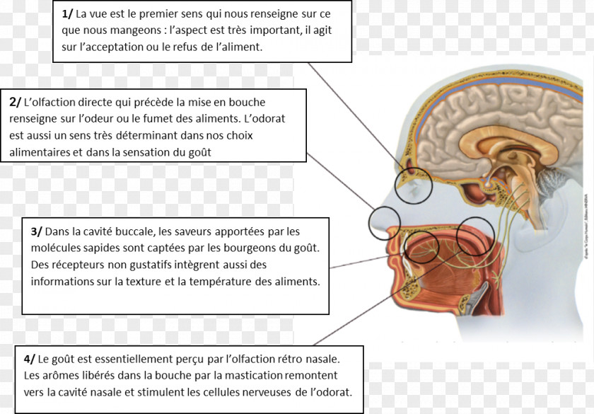 Ear Line Homo Sapiens PNG