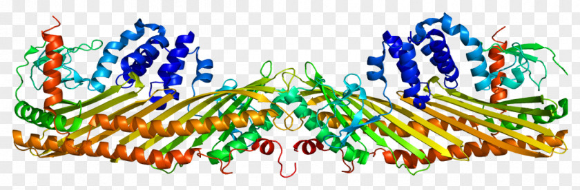 F-actin Capping Protein CAPZB PNG