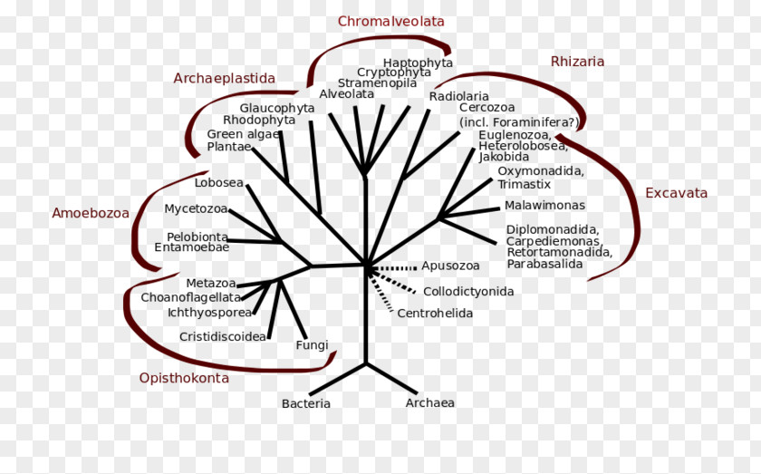 Plant Mesomycetozoea Opisthokont Phylogenetic Tree Kingdom Protist PNG