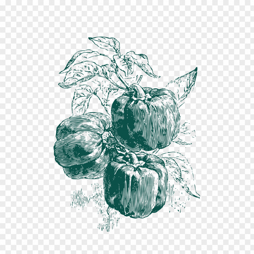 Sketch Free Chili Download Drawing Seed Pixel PNG