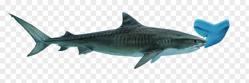 Tiger Shark Great White Squaliform Sharks Bluntnose Sixgill PNG