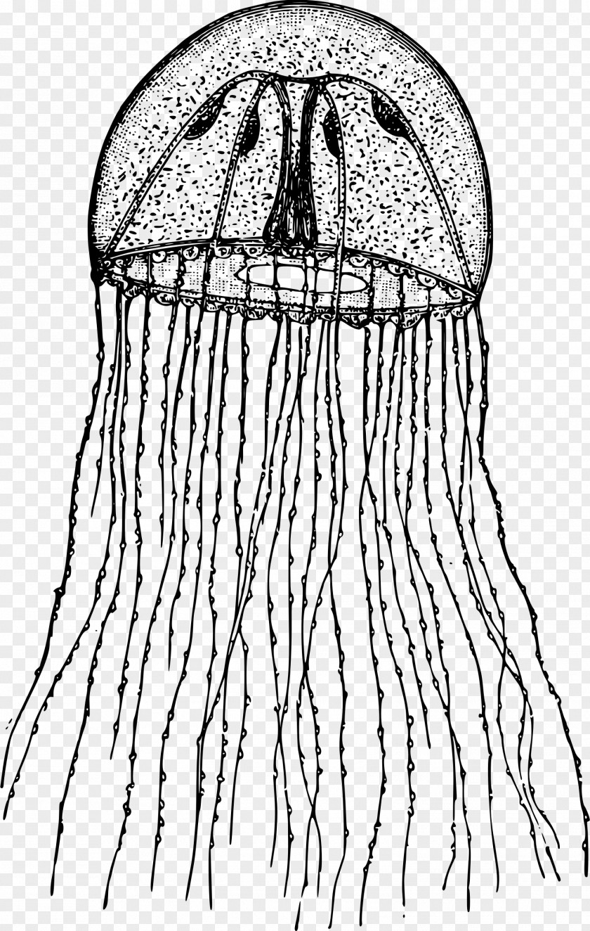 Cute Jellyfish Hydroid Clip Art PNG