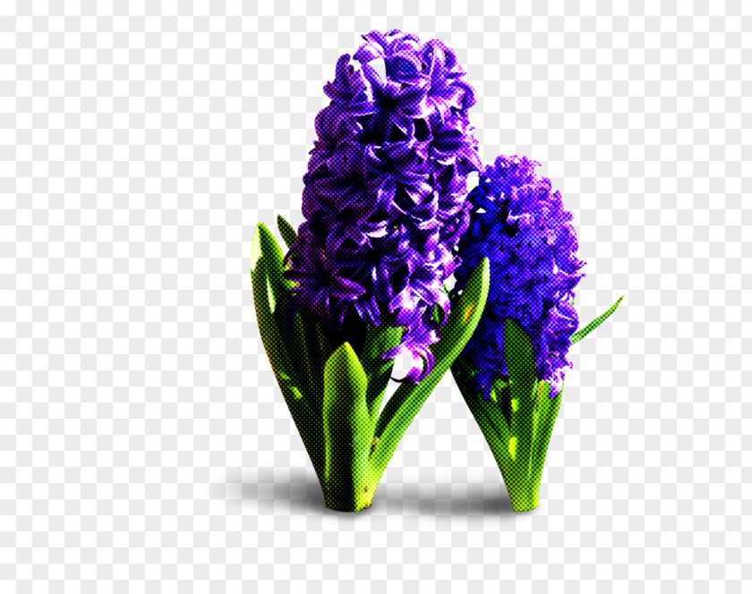 Grape Hyacinth Iris Flower Plant Purple Violet PNG