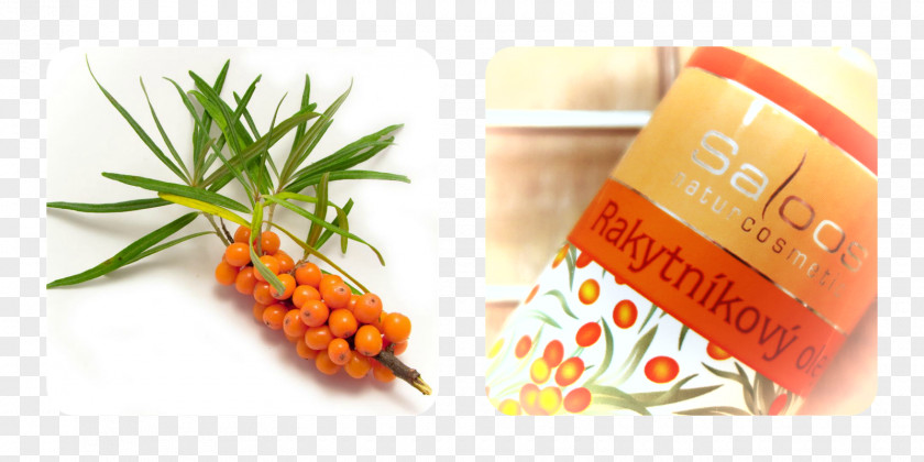 Hippophae Rhamnoides Seaberry Sea Buckthorn Oil Photography Alder PNG
