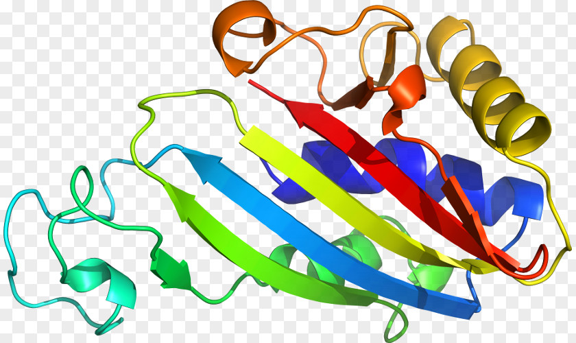 Nca Clip Art Product Organism Line PNG