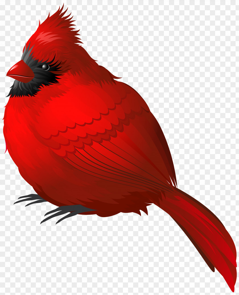 Red Winter Bird Clipart Image Clip Art PNG