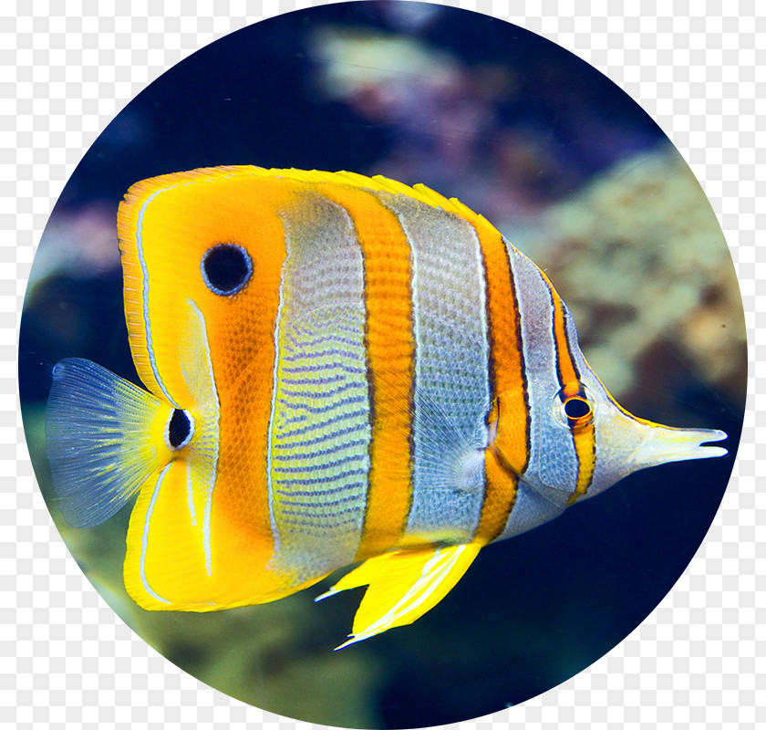 Reef Aquarium Aquariums Fishkeeping Saltwater Fish Mandarinfish PNG