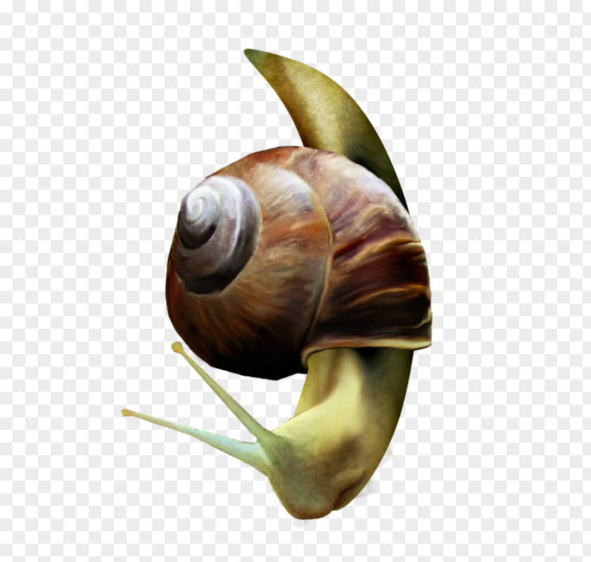 Snail With Shells Orthogastropoda Lymnaeidae Escargot PNG