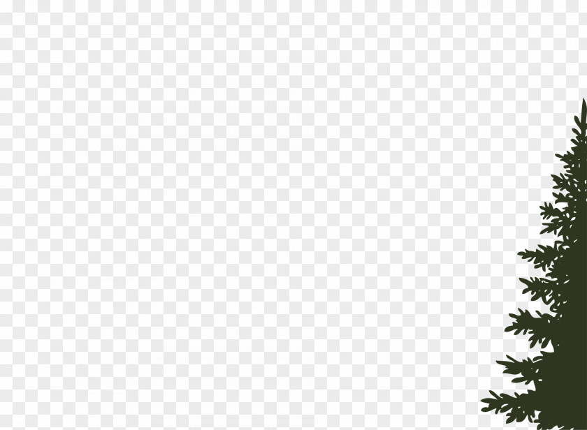 Tree Balsam Fir Pine Spruce Silhouette PNG