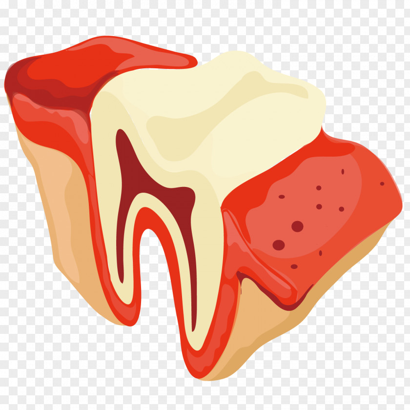 Vector Art Teeth Roots Tooth Dentist Gums PNG