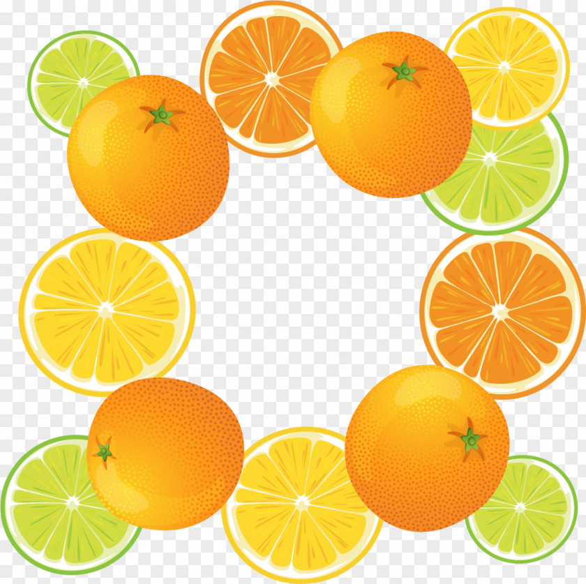 Vector Painted Lemon Clementine Rangpur Lime Tangerine PNG