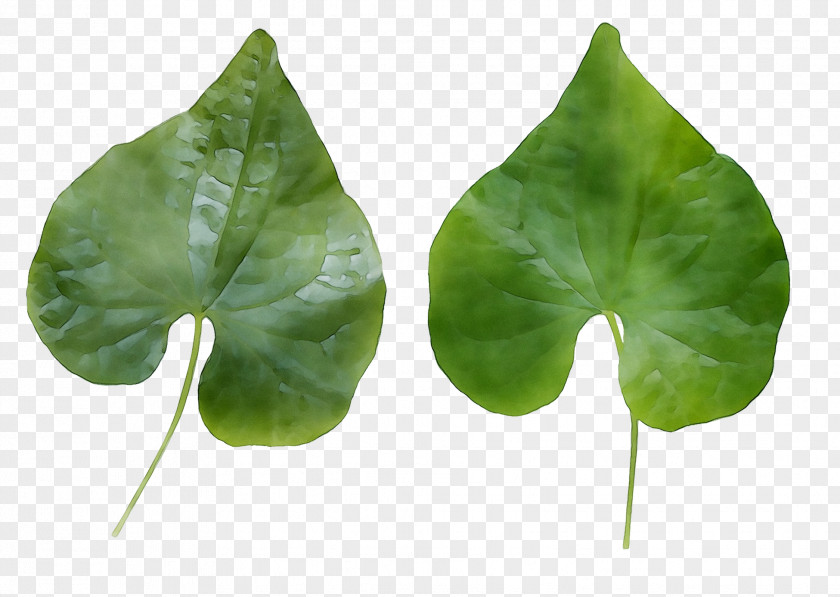 Leaf Annual Plant Plants PNG