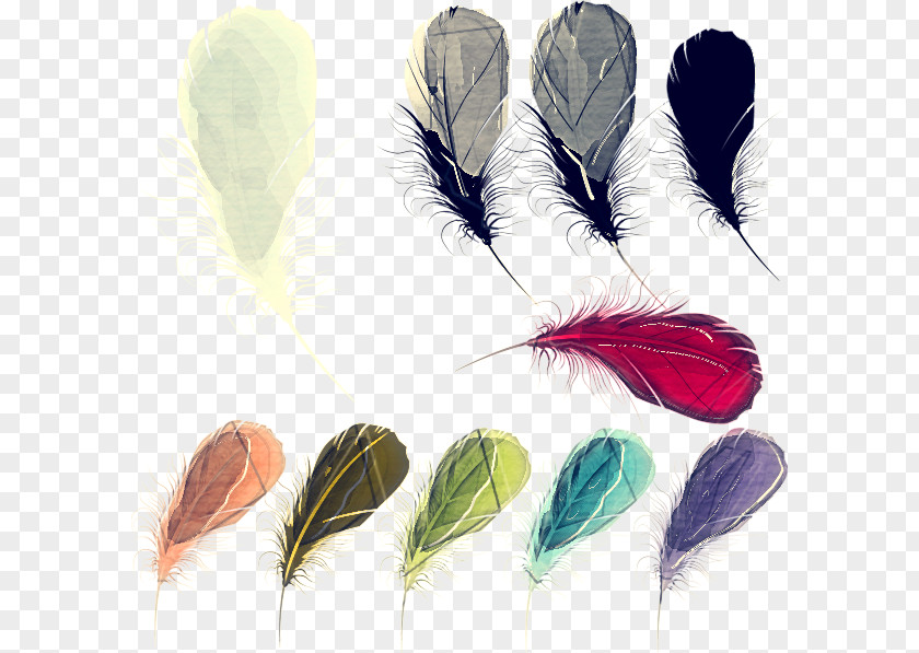 Natural Material Fashion Accessory Feather PNG
