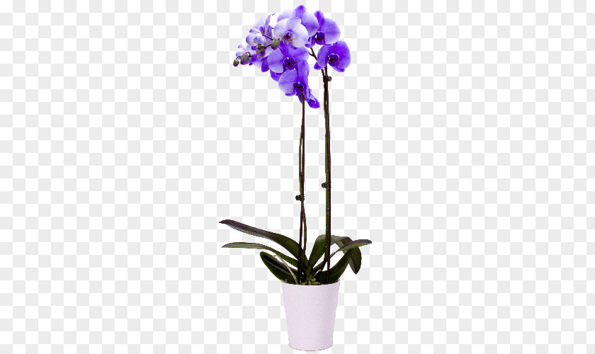 Orchid Moth Orchids Lilac Singapore Cut Flowers PNG