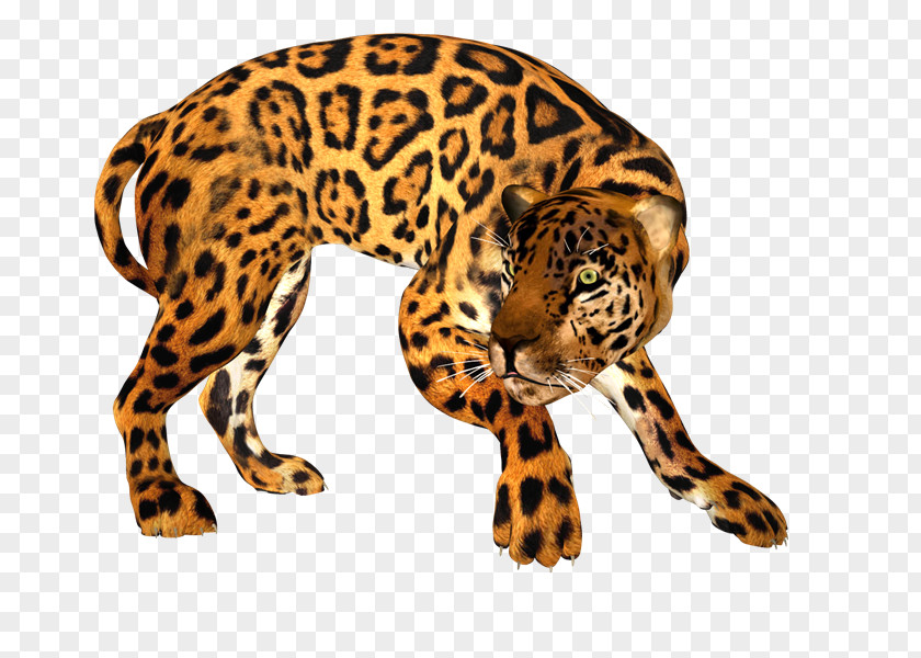 Persian Leopard Jaguar Tiger Cheetah Lion PNG