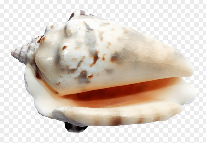 Seashell Transparency And Translucency PNG