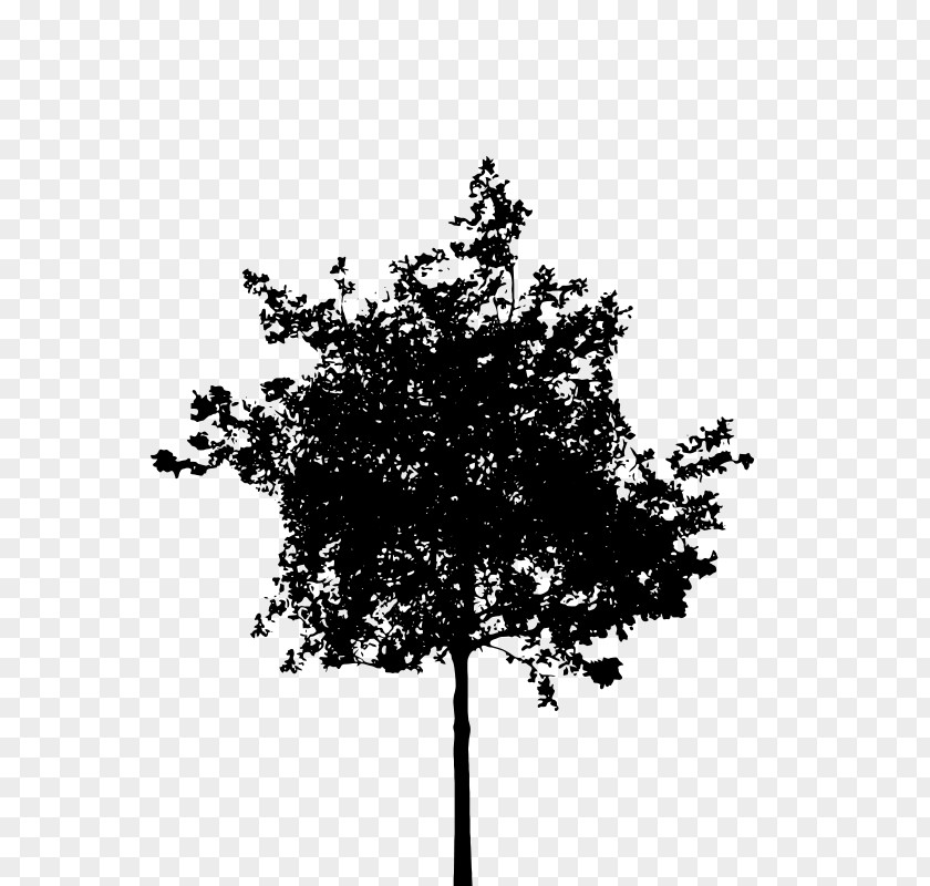 Silhouette Tree Clip Art PNG