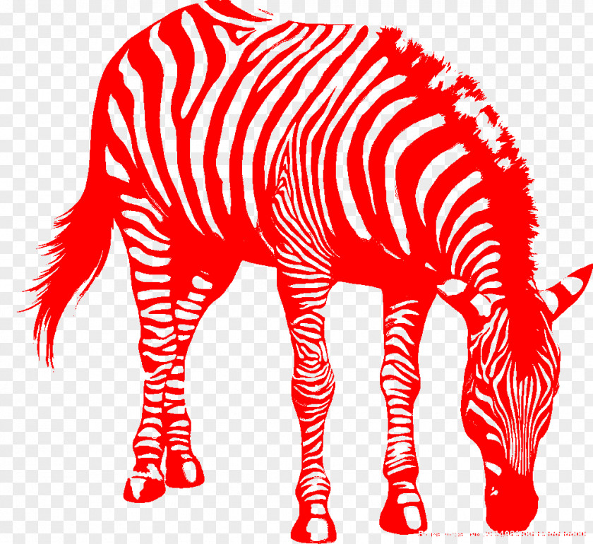 Zebra Photography Drawing Clip Art PNG