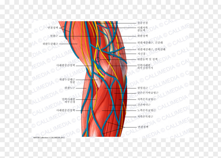 Arm Nervous System Ulnar Nerve Elbow Blood Vessel PNG
