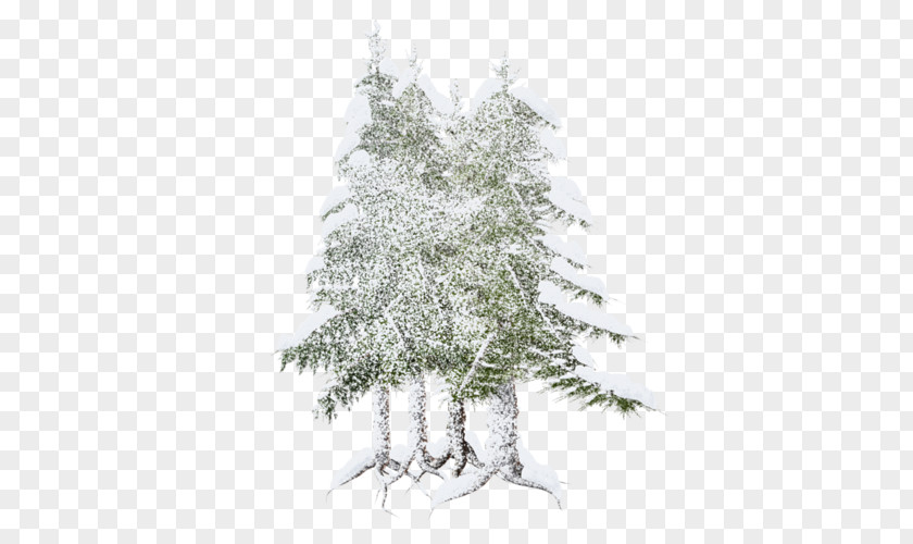 Christmas Tree Spruce Fir Pine Ornament PNG