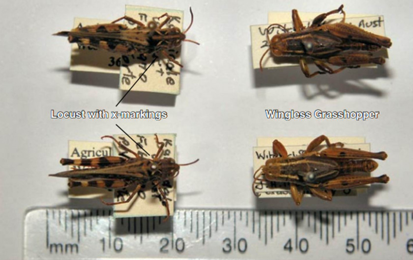 Grasshopper Insect Pollinator Scale Models Invertebrate PNG