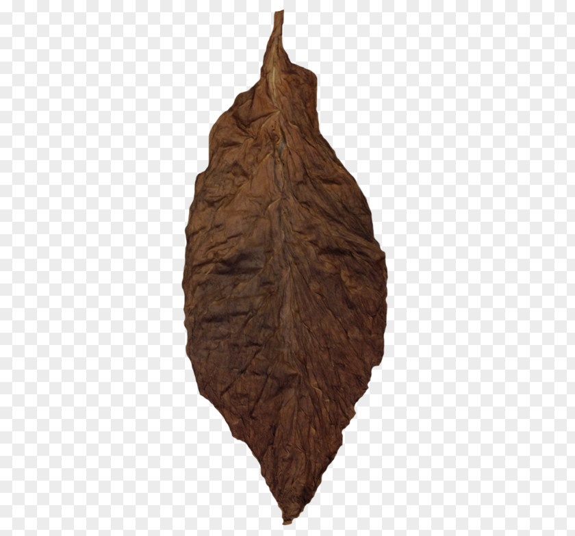 Wood Leaf /m/083vt PNG