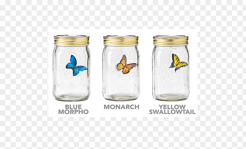 Butterfly Jar Gadget Morpho Insect PNG