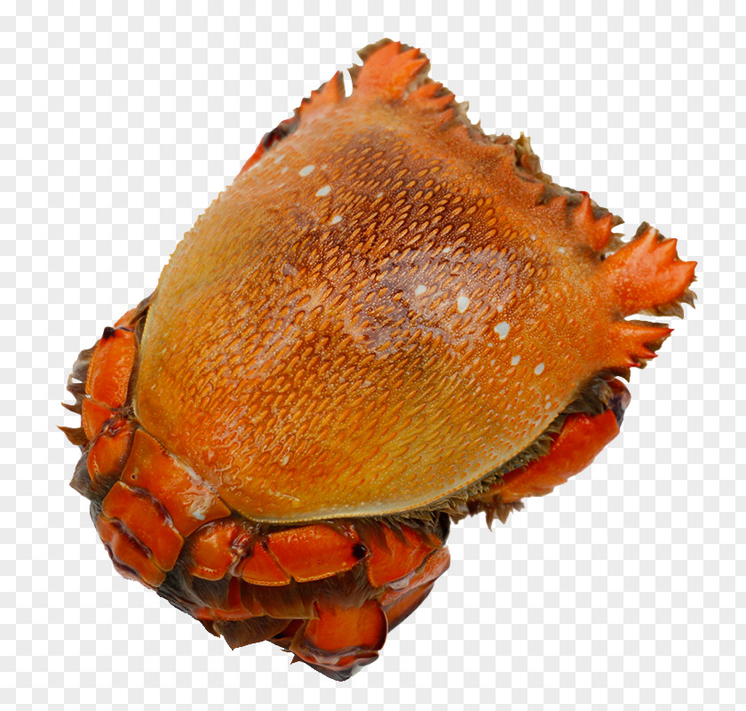Dungeness Crab Red King Horsehair PNG crab king crab, Australia Tiger clipart PNG
