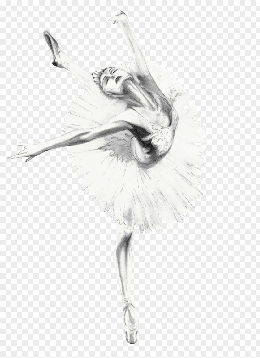 Feather Ballet Dancer Bird Drawing Sketch PNG