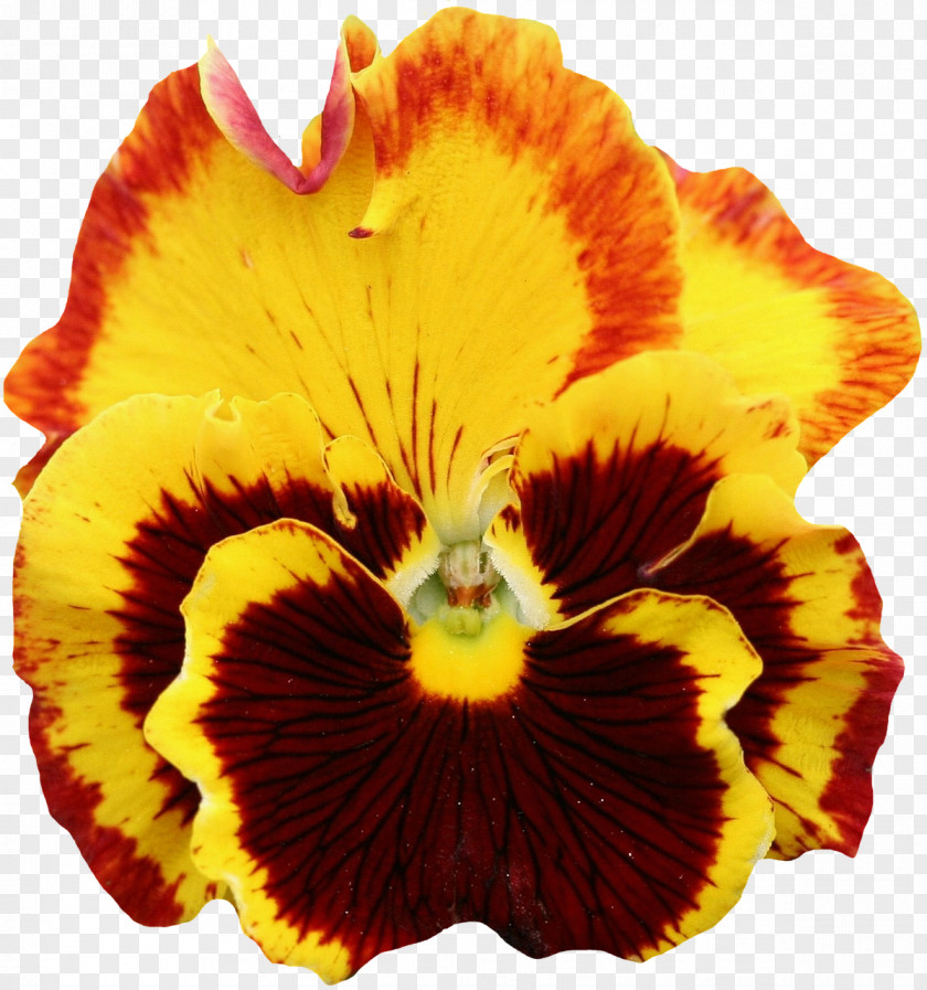 Flower Pansy Orange Clip Art PNG