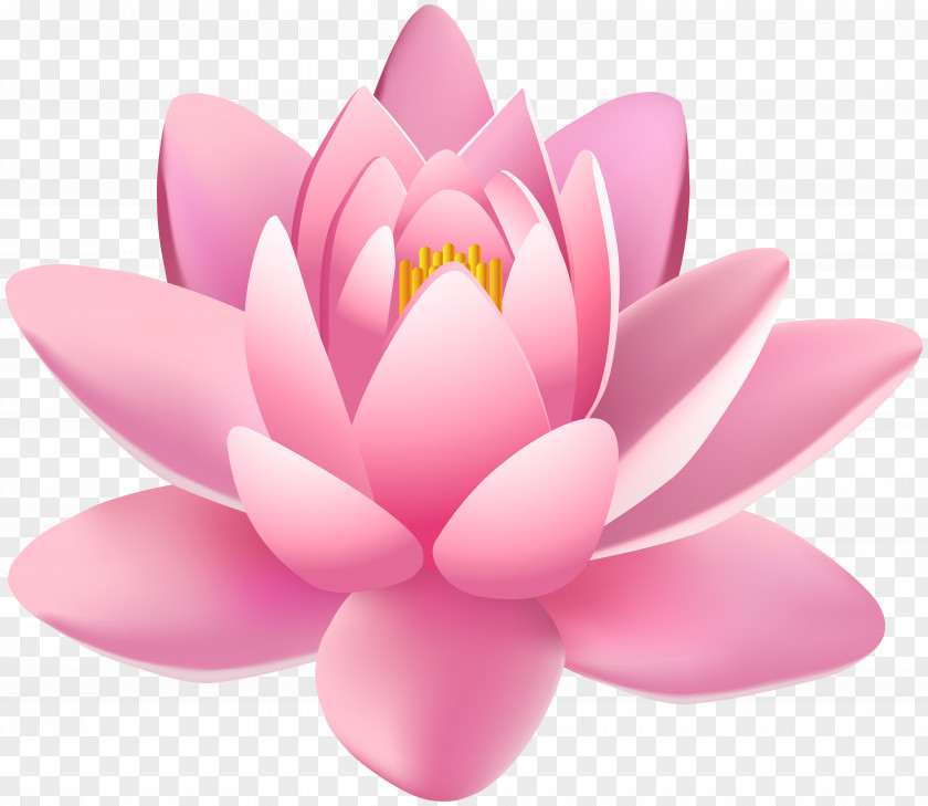 Pink Lily Flower Clip Art Image Light Day Spa Beauty Parlour PNG