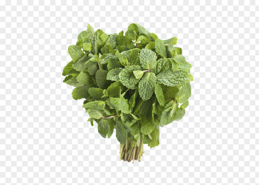 Singing Spinach Spring Greens Basil Herbalism PNG