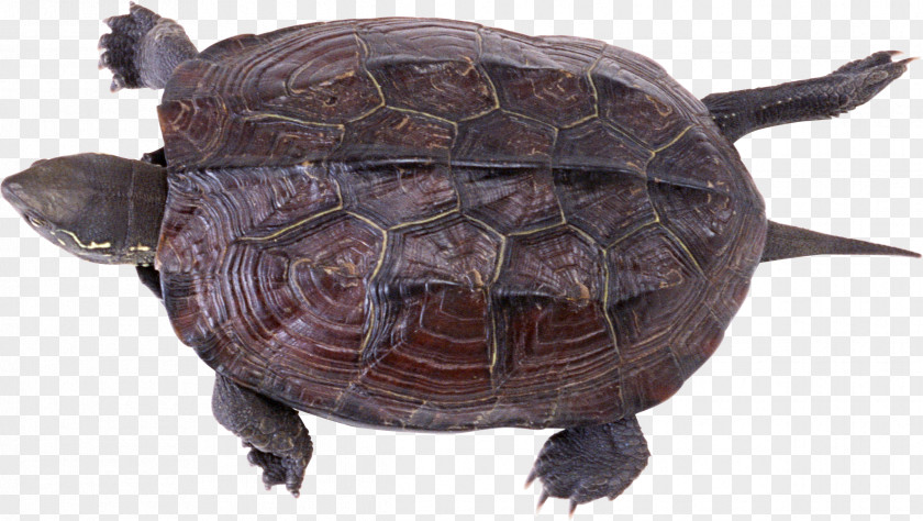 Turtle Chinese Softshell Trionychidae Reptile Pond PNG