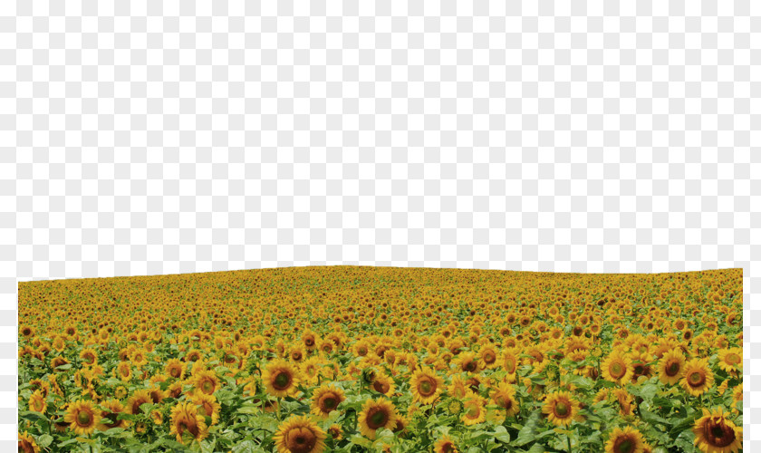 Yellow Sunflower Hull Border Texture Common Sky Rapeseed PNG