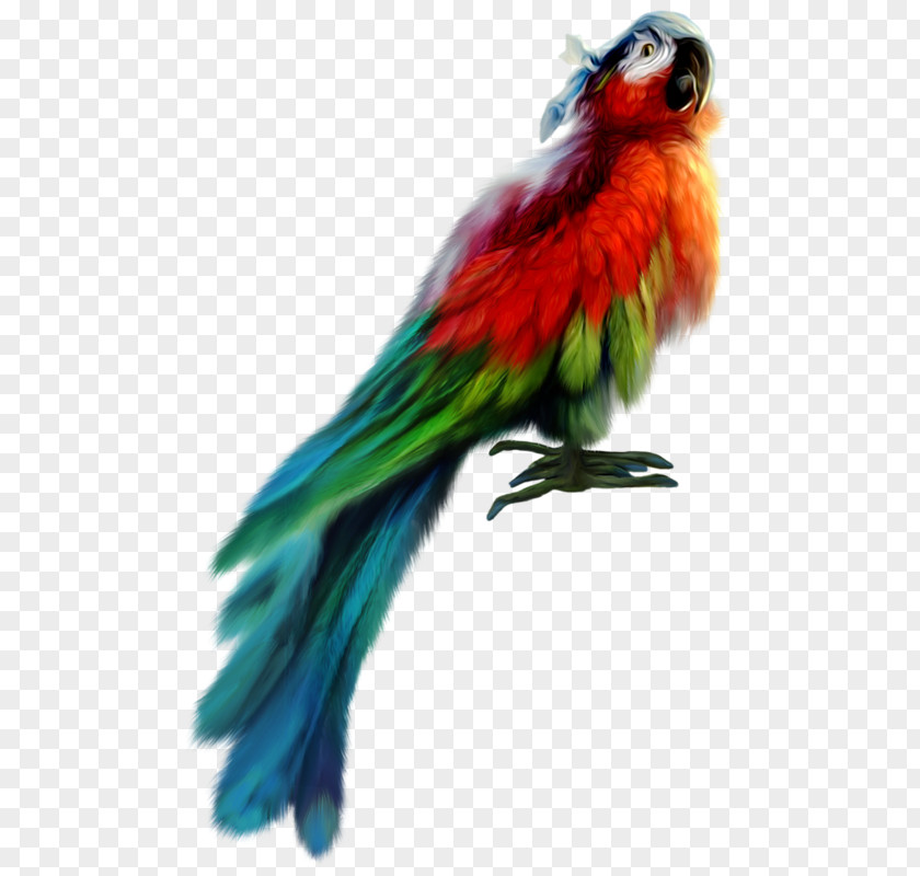Colored Parrot Feather Bird Parakeet PNG